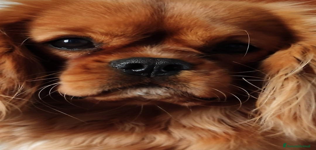 Immagine della galleria {{count}}