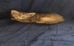 Meticcio gatti in regalo: Gattini piccoli  a Provincia di Reggio Emilia - Immagine 1