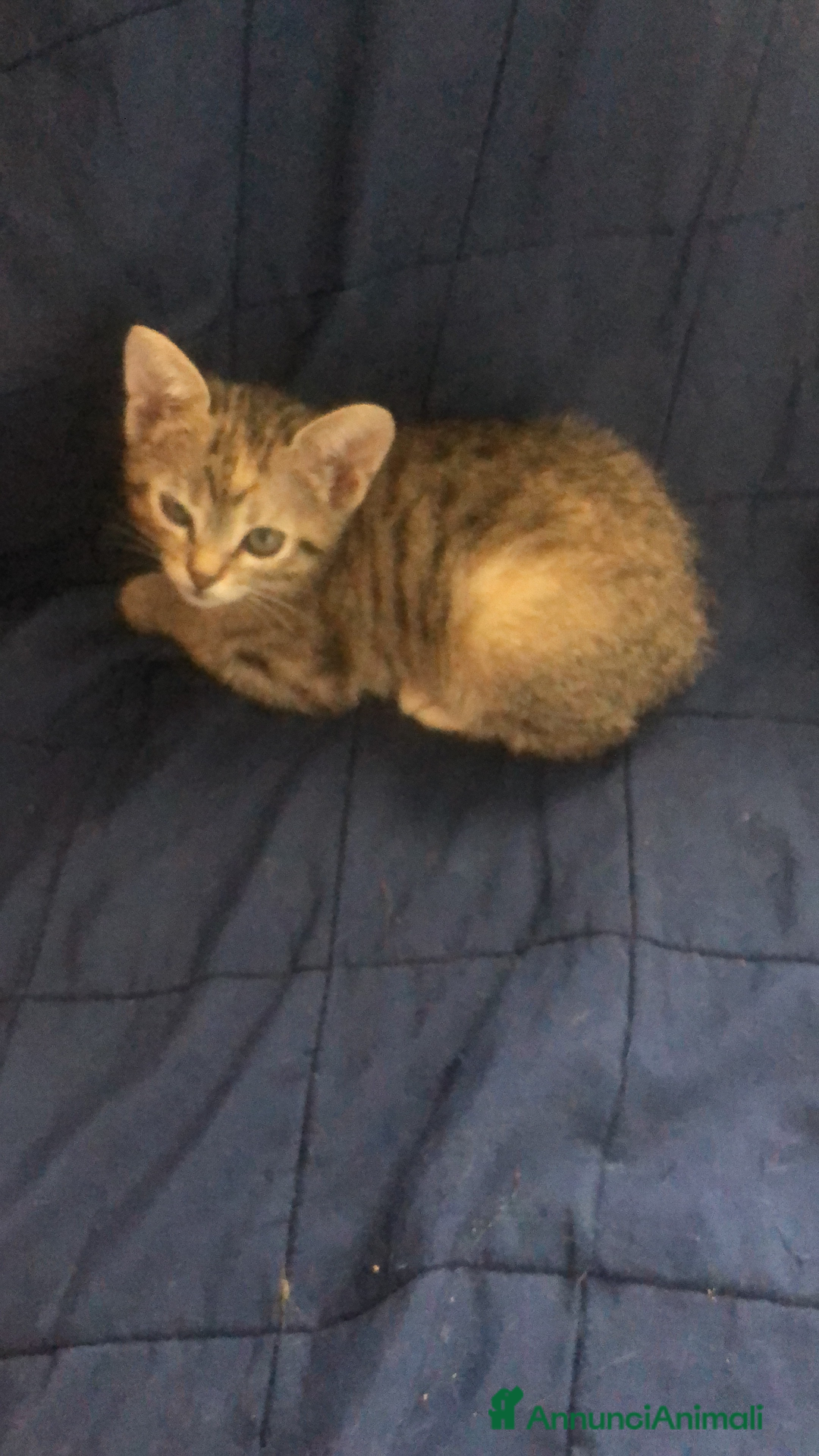 Meticcio gatti in regalo: Gattini piccoli  a Provincia di Reggio Emilia - Immagine 1