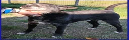 Meticcio cani in regalo: BULLONE dolce nonnino! tg mediopicc. a Città metropolitana di Milano - Annuncio 3