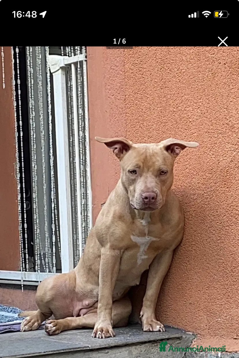 Pitbull cani Cuccioli di Pitbull UKC con Pedigree  - Annuncio 6