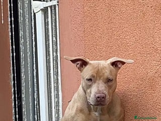 Pitbull cani Cuccioli di Pitbull UKC con Pedigree - Annuncio 4