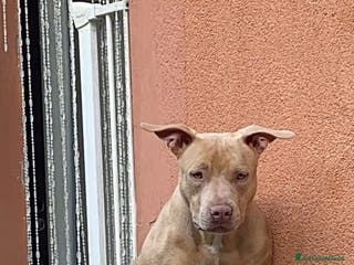 Pitbull cani Cuccioli di Pitbull UKC con Pedigree - Annuncio 5