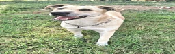 Meticcio cani in regalo: Eddy 3 anni Taglia grande  a Città metropolitana di Palermo - Annuncio 6