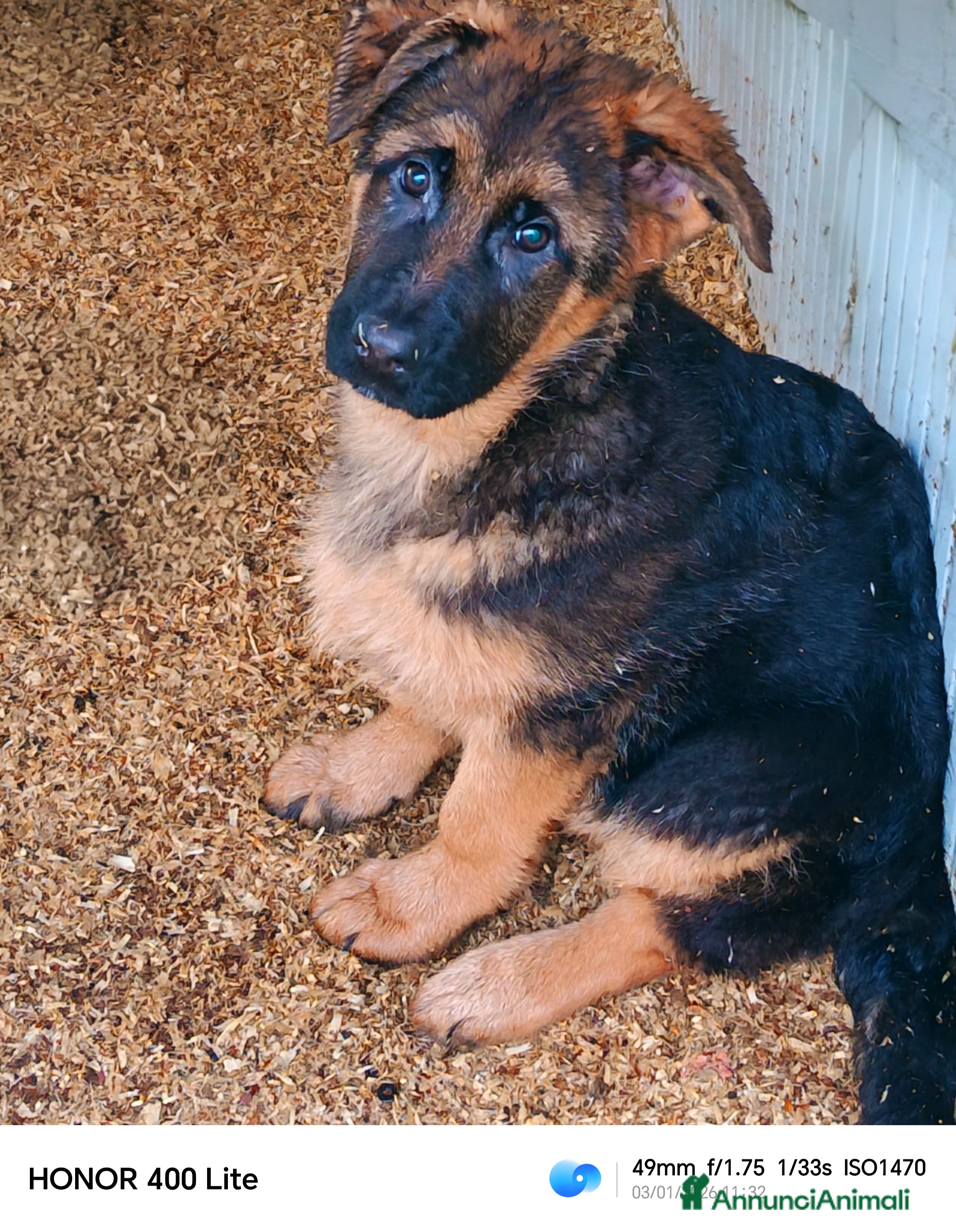 Pastore Tedesco cani Cuccioli di pastori tedeschi già pronti  - Annuncio 2