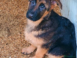 Pastore Tedesco cani Cuccioli di pastori tedeschi già pronti - Annuncio 2