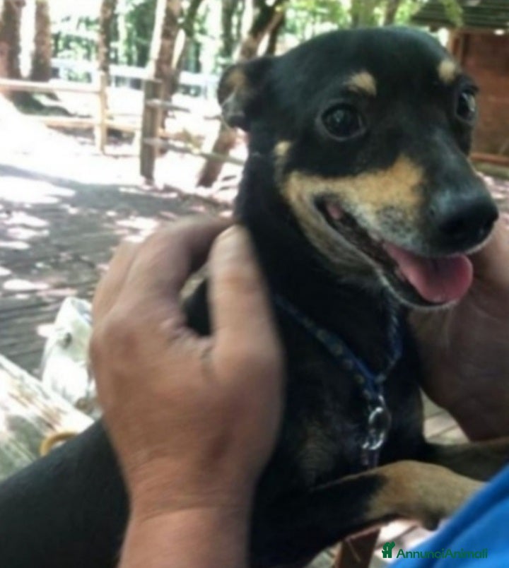 Pinscher Tedesco cani Pinscherino 7anni nessuno chiama x lui! PUGLIA  a Città metropolitana di Milano - Annuncio 2