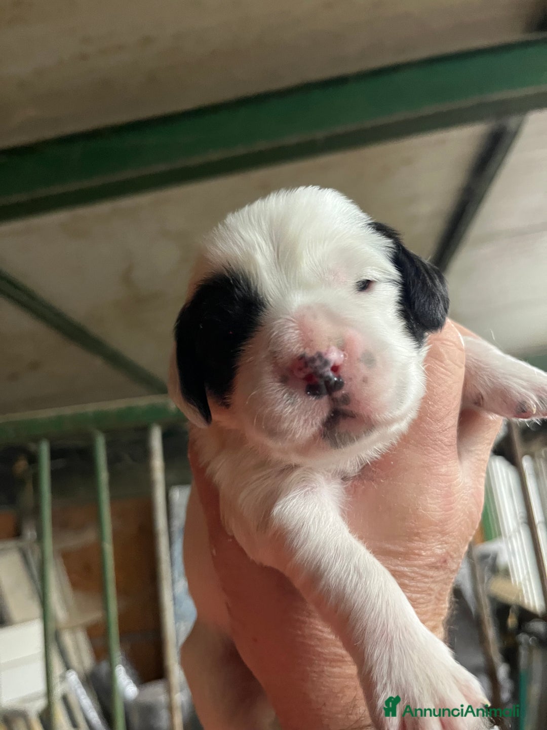 Setter Inglese cani in vendita: Cuccioli setter inglese  - Annuncio 3