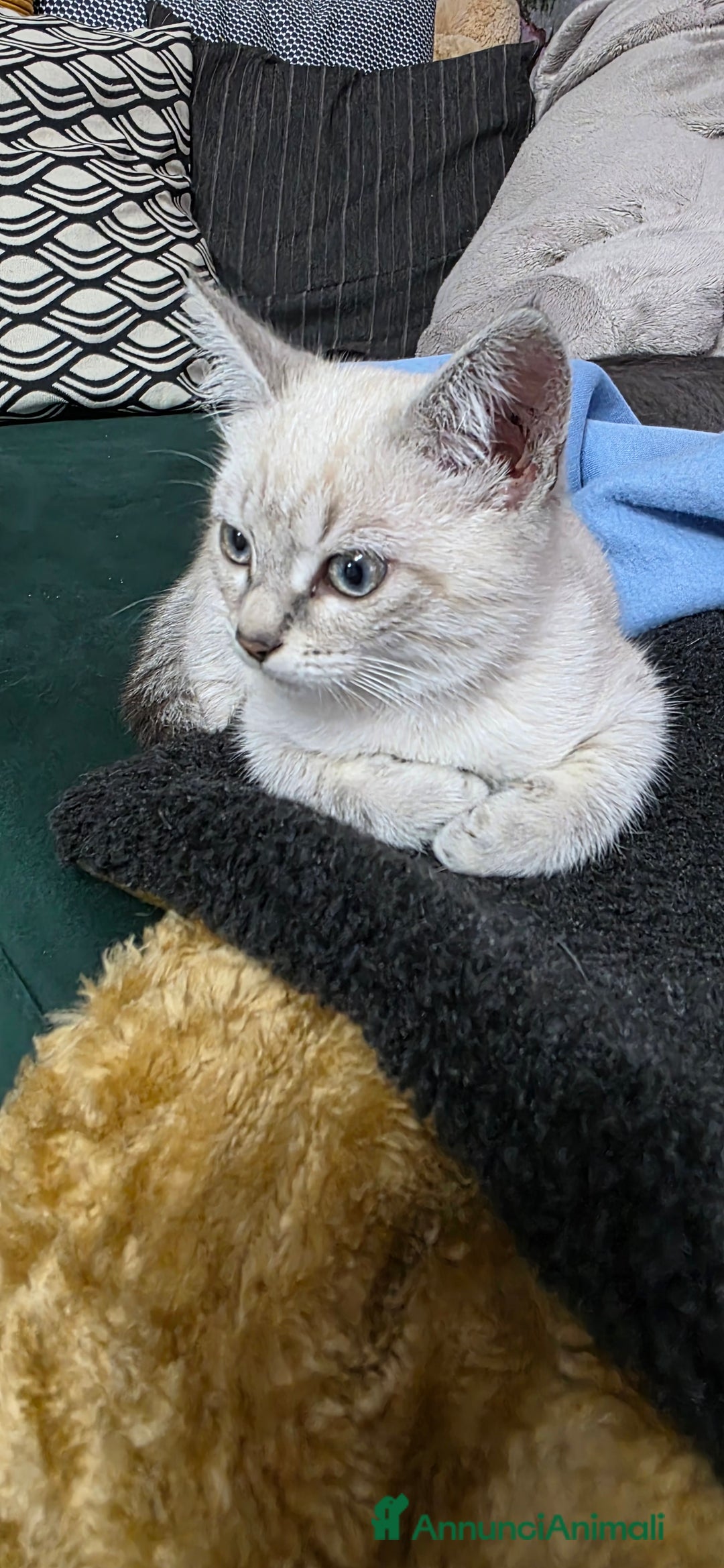 Certosino gatti in regalo: Adorabili Cuccioli di Gatto Grigio e Crema  - Annuncio 3