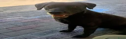 Meticcio cani in regalo: ELIJA LABRADOR - Annuncio 7