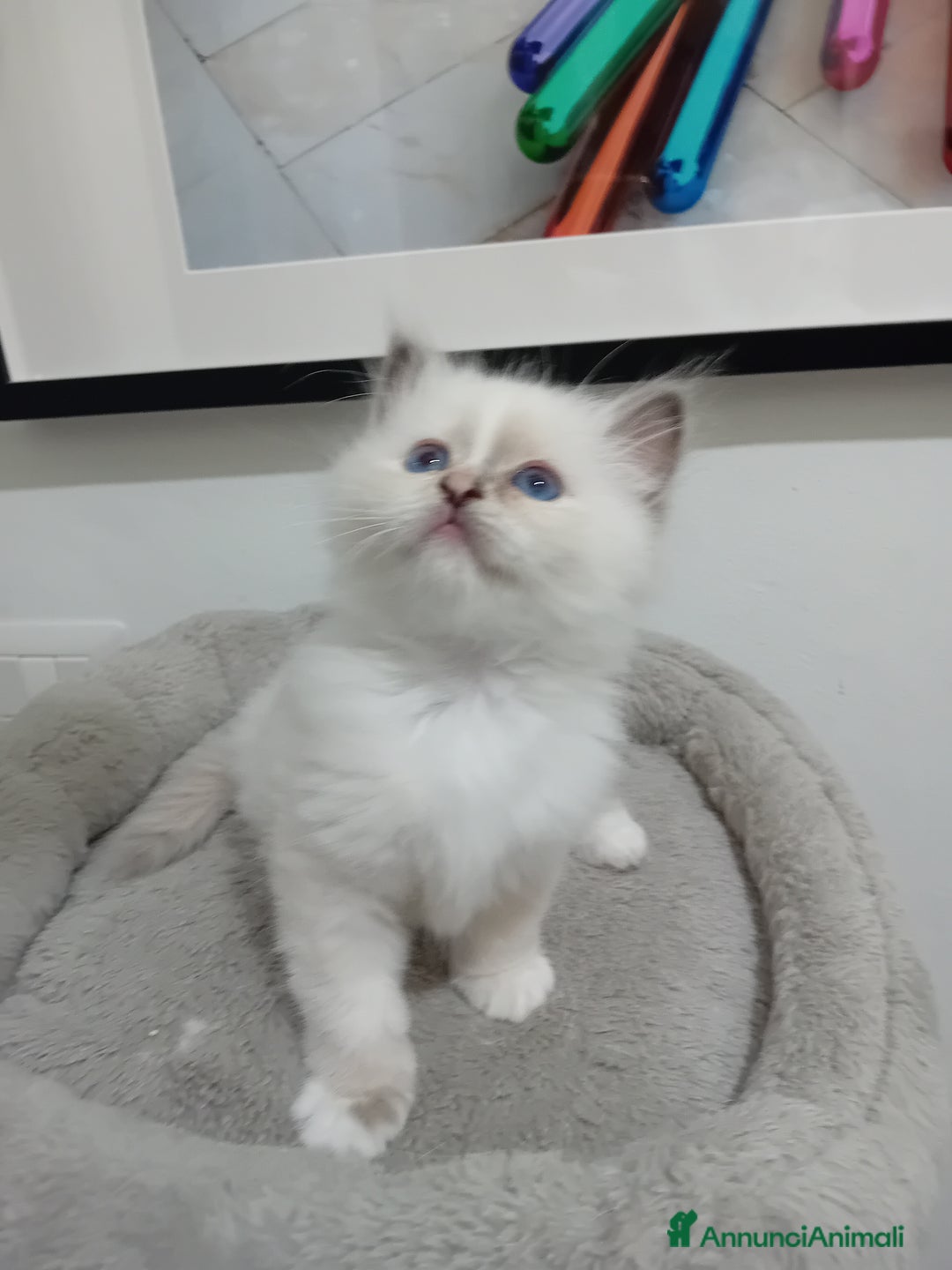 Sacro di Birmania gatti in vendita: Gattina Sacro di Birmania - Annuncio 3