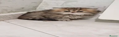 Gattina 2