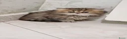 Persiano gatti in vendita: Gattine di Persiano - Annuncio 3