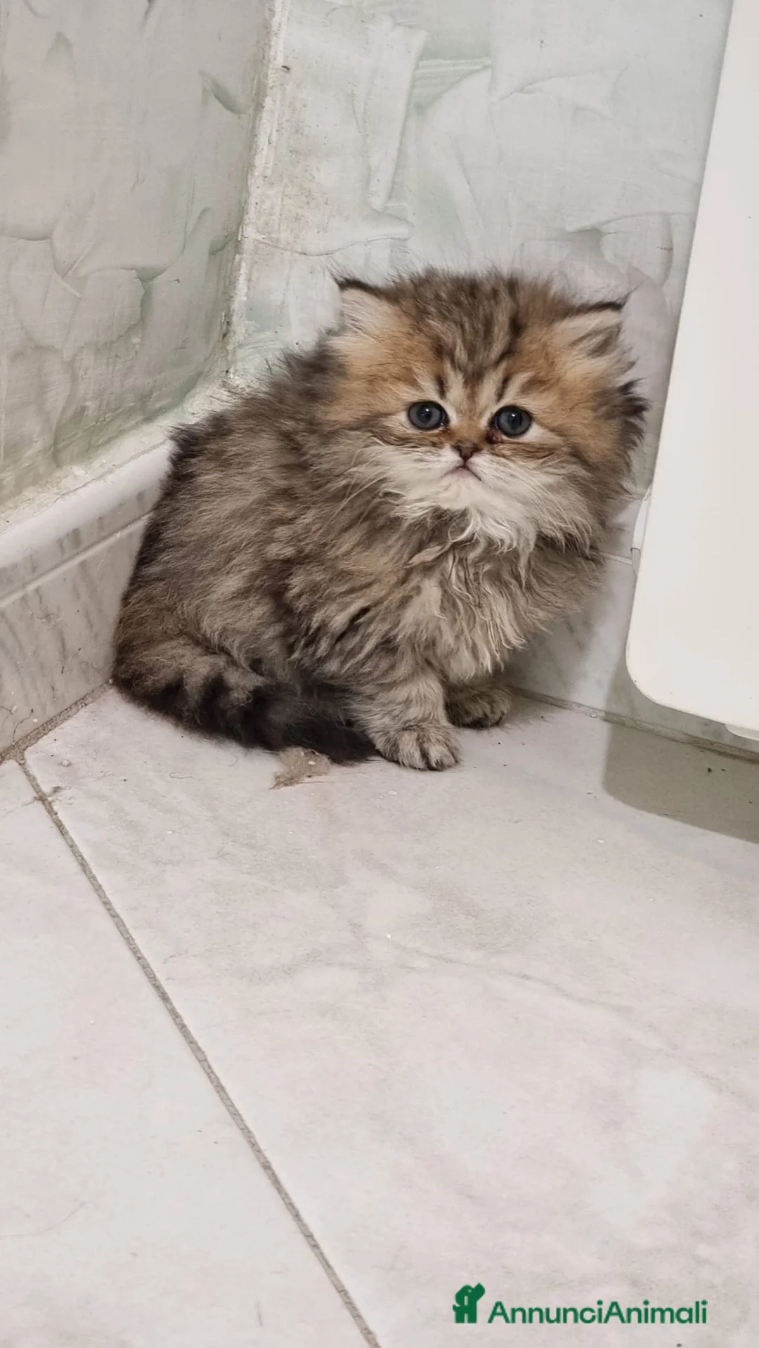 Persiano gatti in vendita: Gattine di Persiano - Annuncio 3