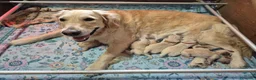 Golden Retriever cani in vendita: Cuccioli di Golden Retriever Roma - Annuncio 3