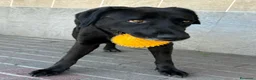 Meticcio cani in regalo: ELIJA LABRADOR - Annuncio 13