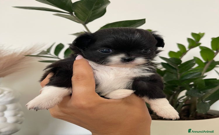 Chihuahua cani a Città metropolitana di Palermo - Annuncio 6