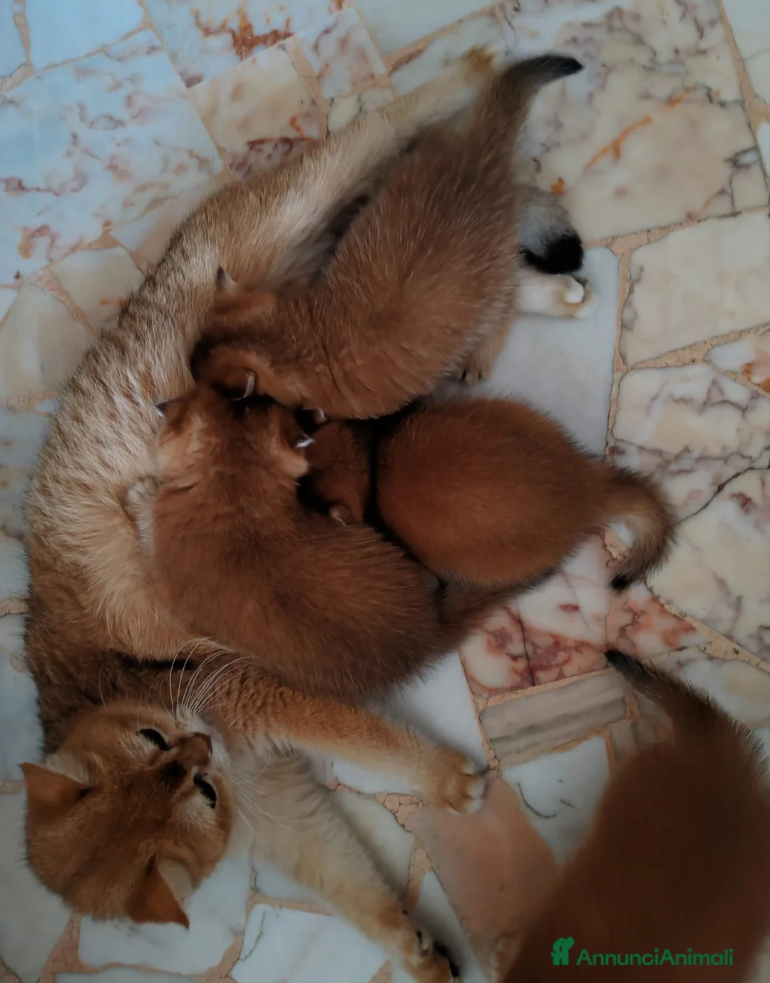 Scottish gatti in vendita: Gattini Scottish Rossicci - Annuncio 7