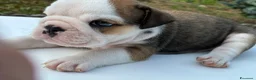 Bulldog cani in vendita: Cuccioli Bulldog Inglese con Pedigree - Annuncio 28