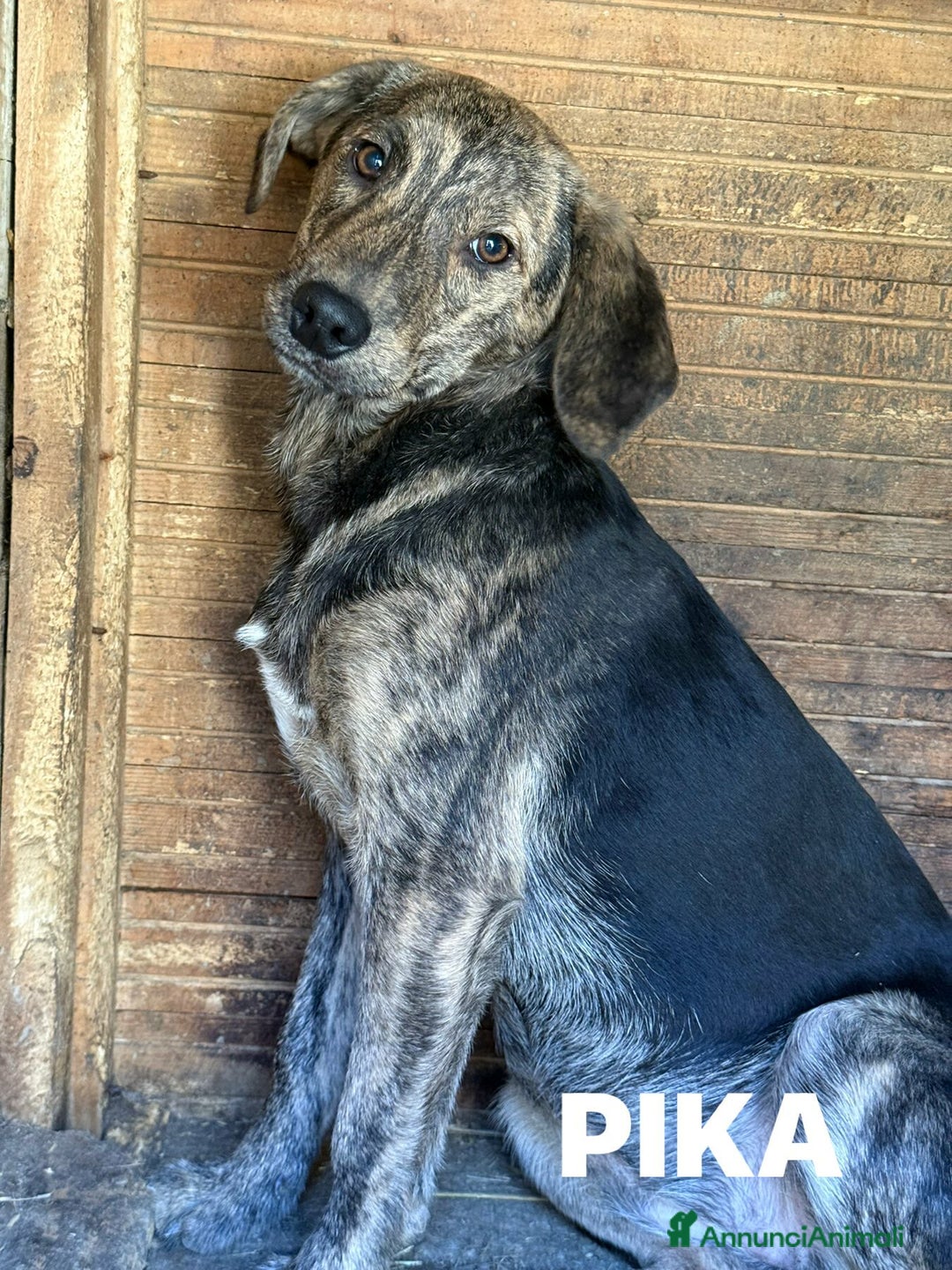 Meticcio cani in regalo: PIKA, cucciola dolce e timida rimasta sola. - Annuncio 6