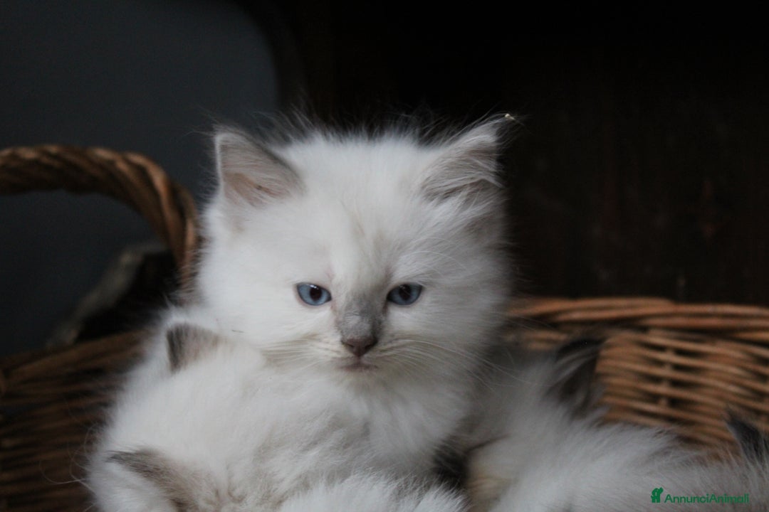 Ragdoll gatti in vendita: Ragdoll cucciolo  - Annuncio 1
