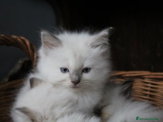 Ragdoll gatti Ragdoll cucciolo - Annuncio 1