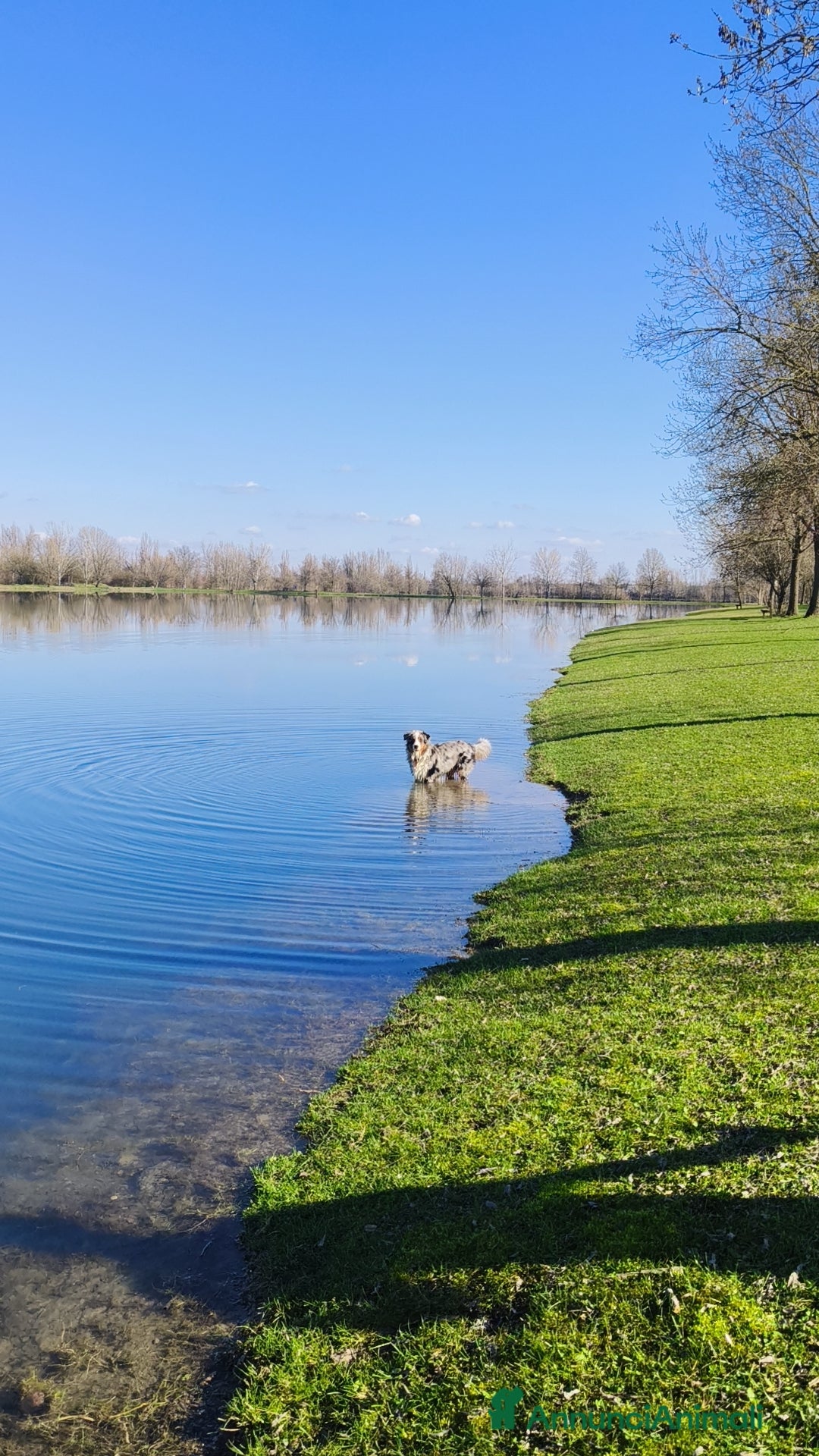 Australian Shepherd cani per accoppiamento: Cane da riproduzione - Annuncio 12