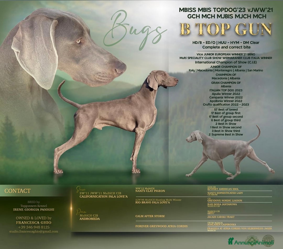 Weimaraner cani in vendita: Ultima femmina di weimaraner con pedigree Enci - Annuncio 6