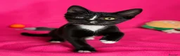 Meticcio gatti in regalo: Gattina dolcissima  - Annuncio 5