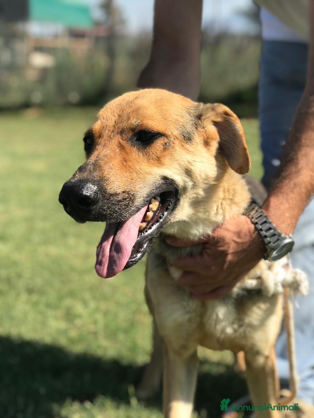 Meticcio cani in regalo: TINA la dolcissima pastorella in adozione a Provincia di Latina - Annuncio 5