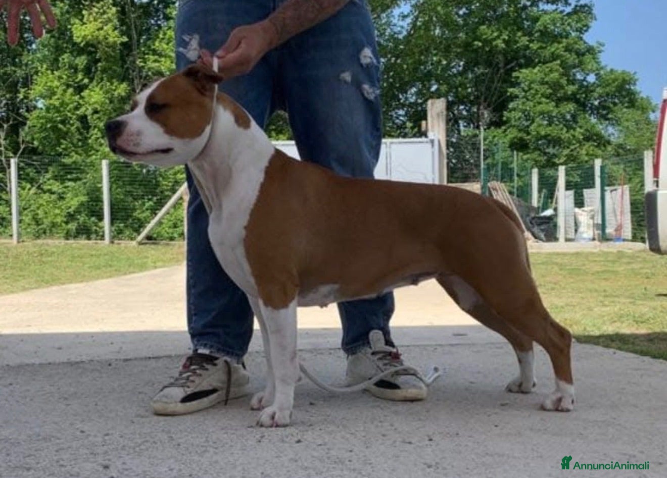 American Staffordshire cani Cuccioli American Staffordshire Terrier  - Annuncio 3