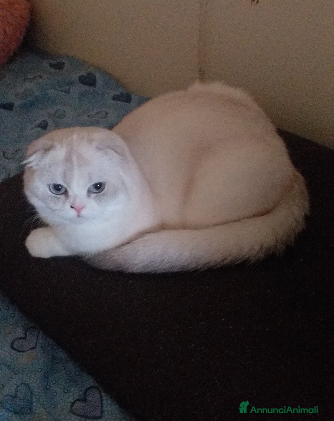 Scottish gatti in vendita: Cucciola Scottish Fold  - Annuncio 6