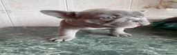 Bulldog Francese cani in vendita: Bulldog esotiche - Annuncio 6