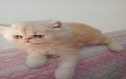 Persiano gatti in vendita: Splendidi cuccioli di gatto Persiano e Shorthair a Città Metropolitana di Cagliari - Immagine 3