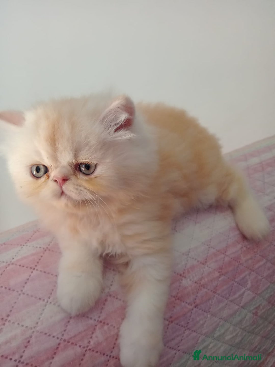 Persiano gatti in vendita: Splendidi cuccioli di gatto Persiano e Shorthair a Città Metropolitana di Cagliari - Immagine 3
