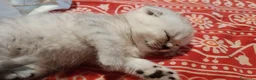 Scottish gatti in vendita: Scottish HIGHLAND FOLD CHINCHILLA + kit REGALO !!! - Annuncio 9