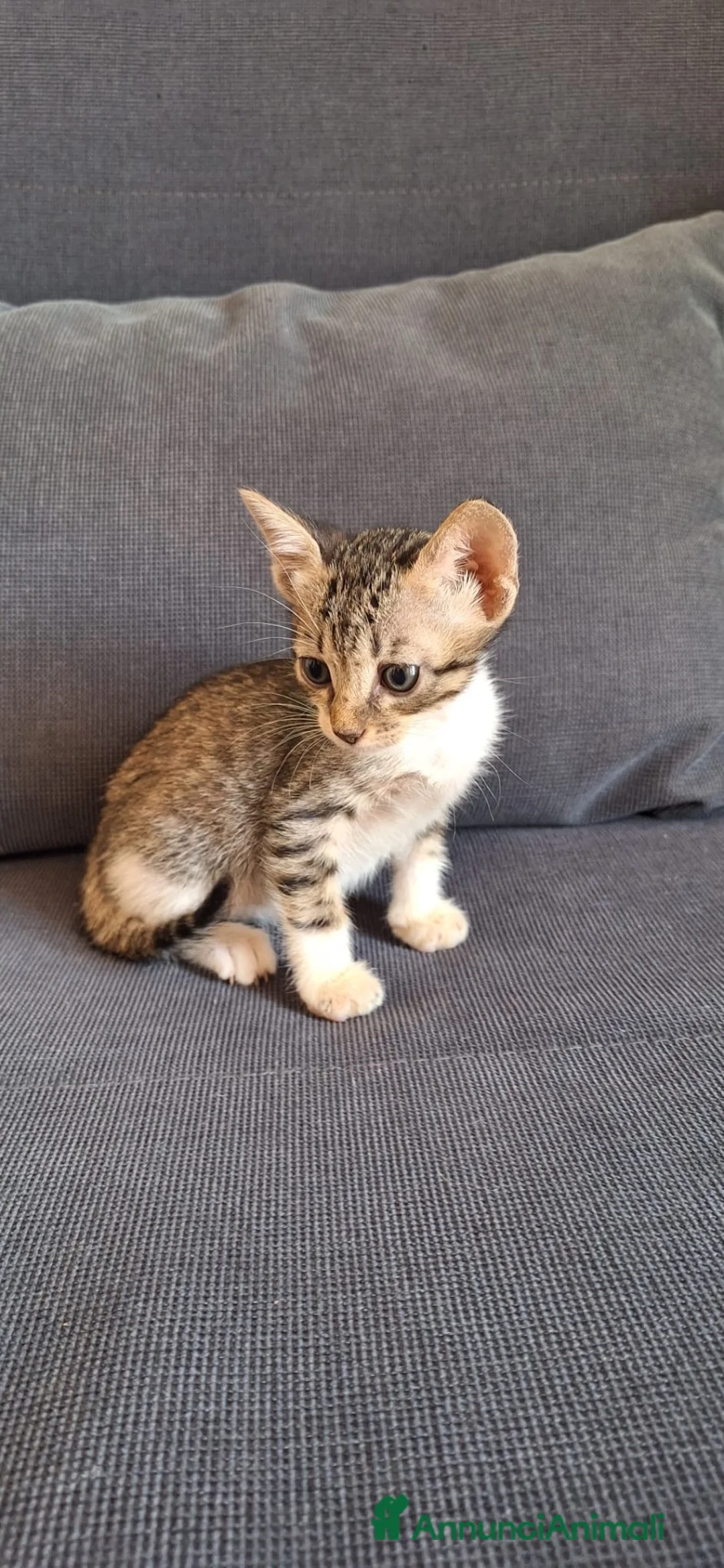 Europeo gatti in regalo: Sirio minuscolo gattino cerca casa - Annuncio 1