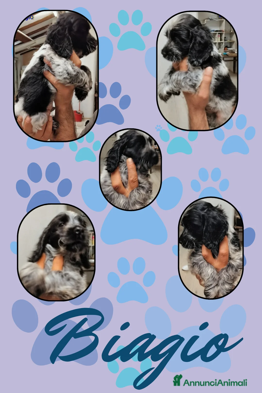 Cocker cani in vendita: Cuccioli cocker spaniel inglese Blu roano  - Annuncio 7