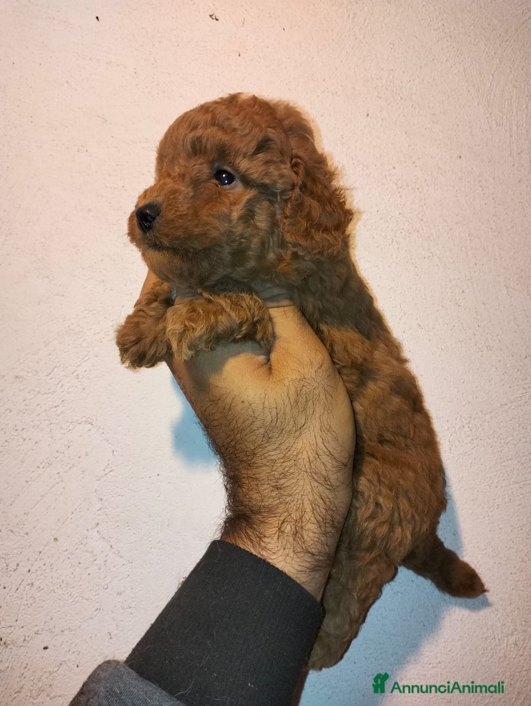 Barboncino Toy cani in vendita: Cuccioli di barboncini toy - Annuncio 3