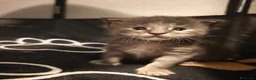 Maine Coon gatti in vendita: Cuccioli di Maine Coon(Allevamento Meriggio d'Oro) a Provincia di Cremona - Annuncio 9