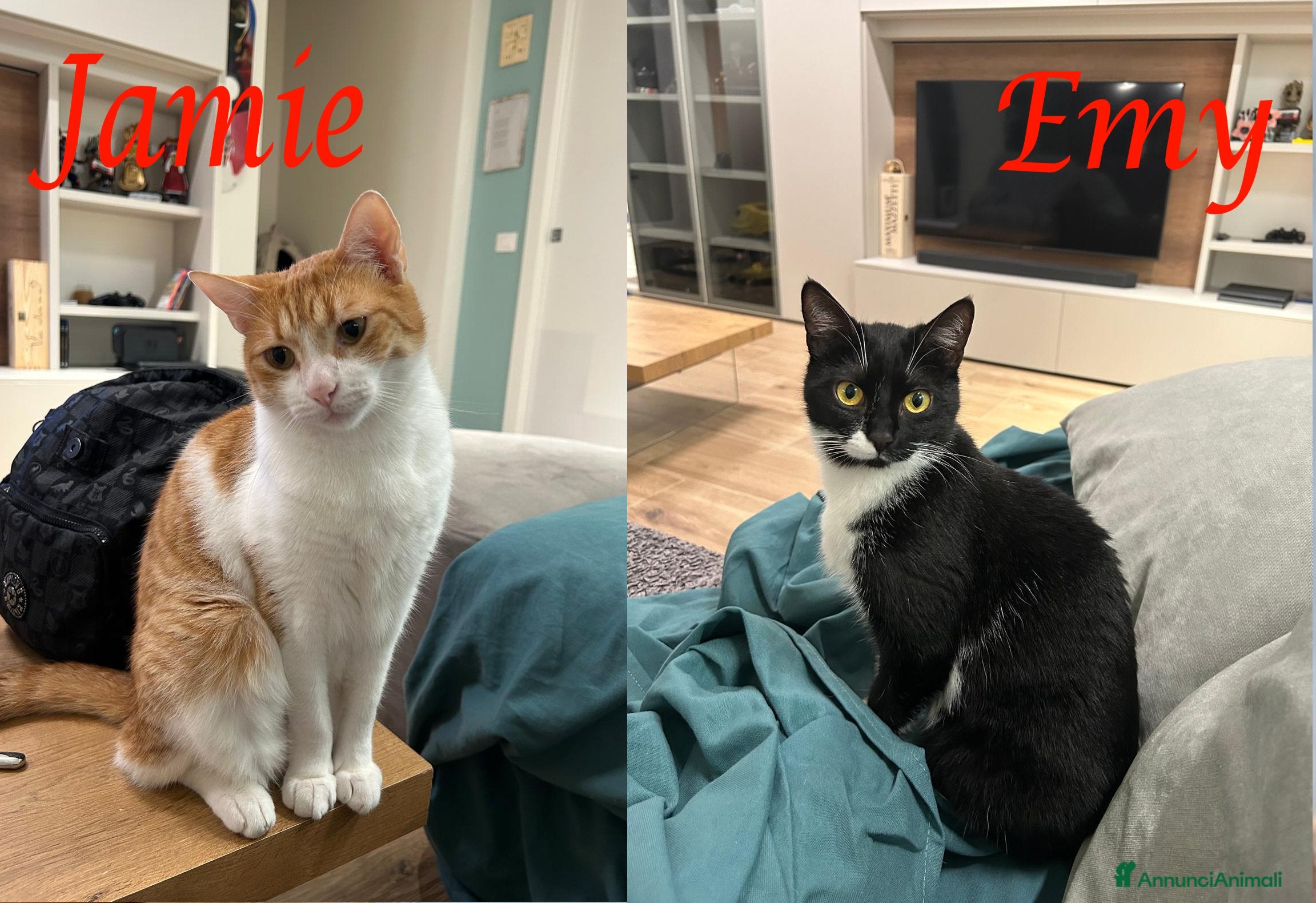 Europeo gatti JAMIE e EMY , adorabili gatti da adottare! - Annuncio 2