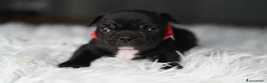 Bulldog Francese Cucciolo 1