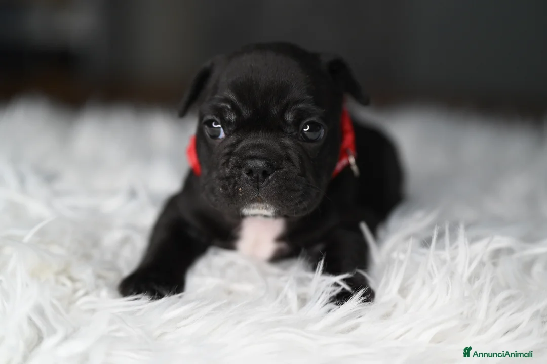Bulldog Francese cani in vendita: Cuccioli di bulldog francese Brindle  - Annuncio 11