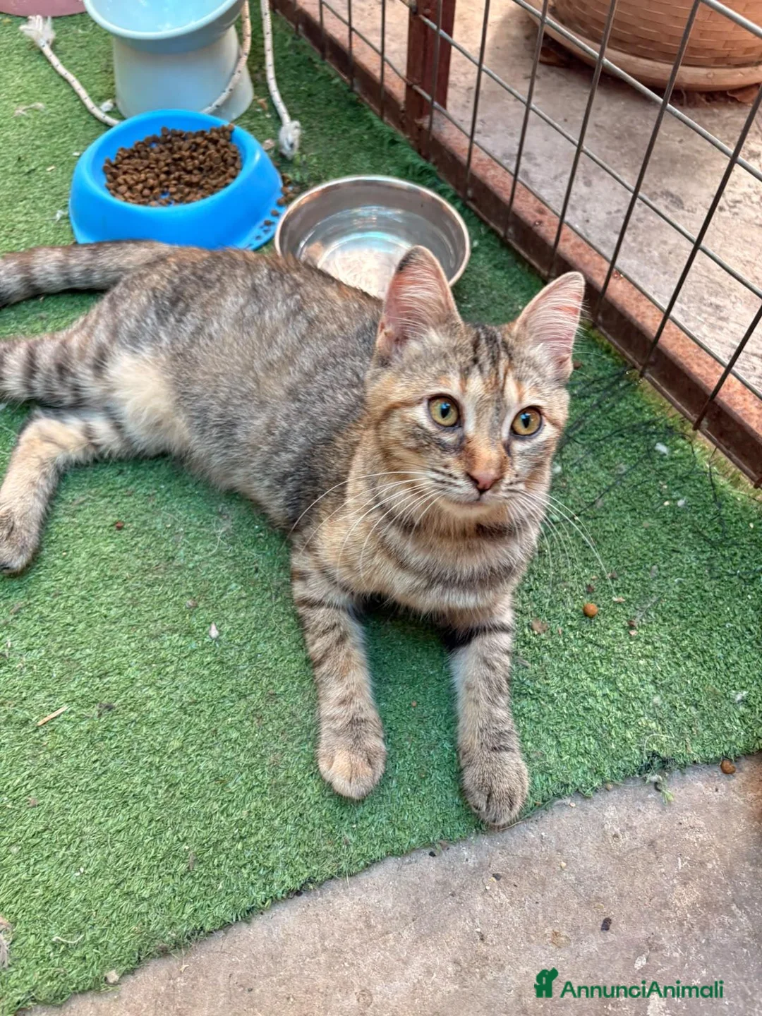 Meticcio gatti in regalo: 4 mesi, la dolcezza di Lulu' - Annuncio 2