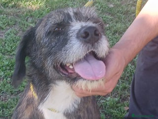 Meticcio cani SASHA ENNESSIMA RINUNCIA DI PROPRIETA, IN ADOZIONE - Annuncio 19