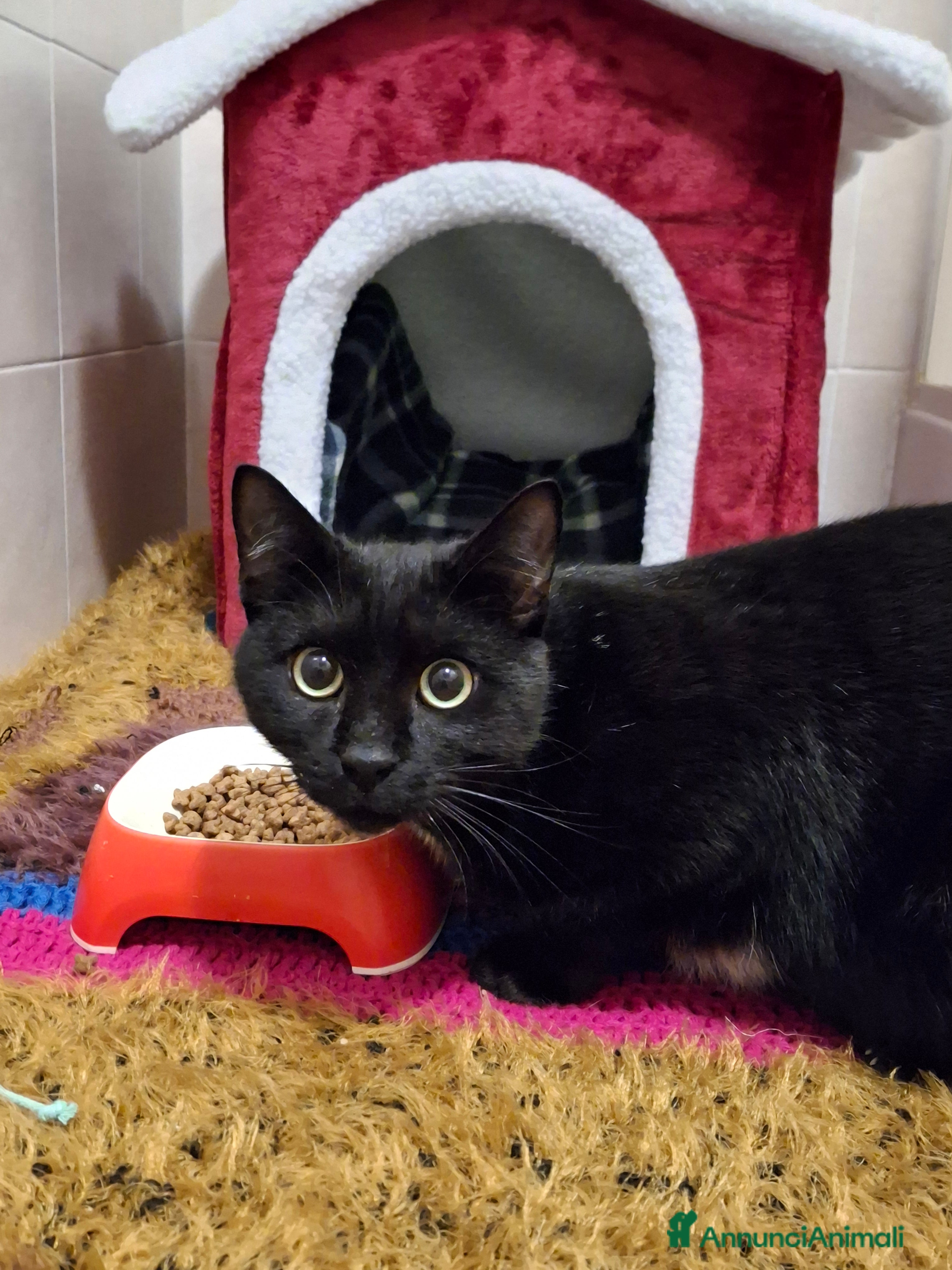 Europeo gatti Piccolo 🐈‍⬛Salem attende la sua famiglia 💙 - Annuncio 2