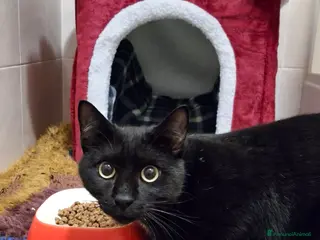 Europeo gatti Piccolo 🐈⬛Salem attende la sua famiglia 💙 - Annuncio 2