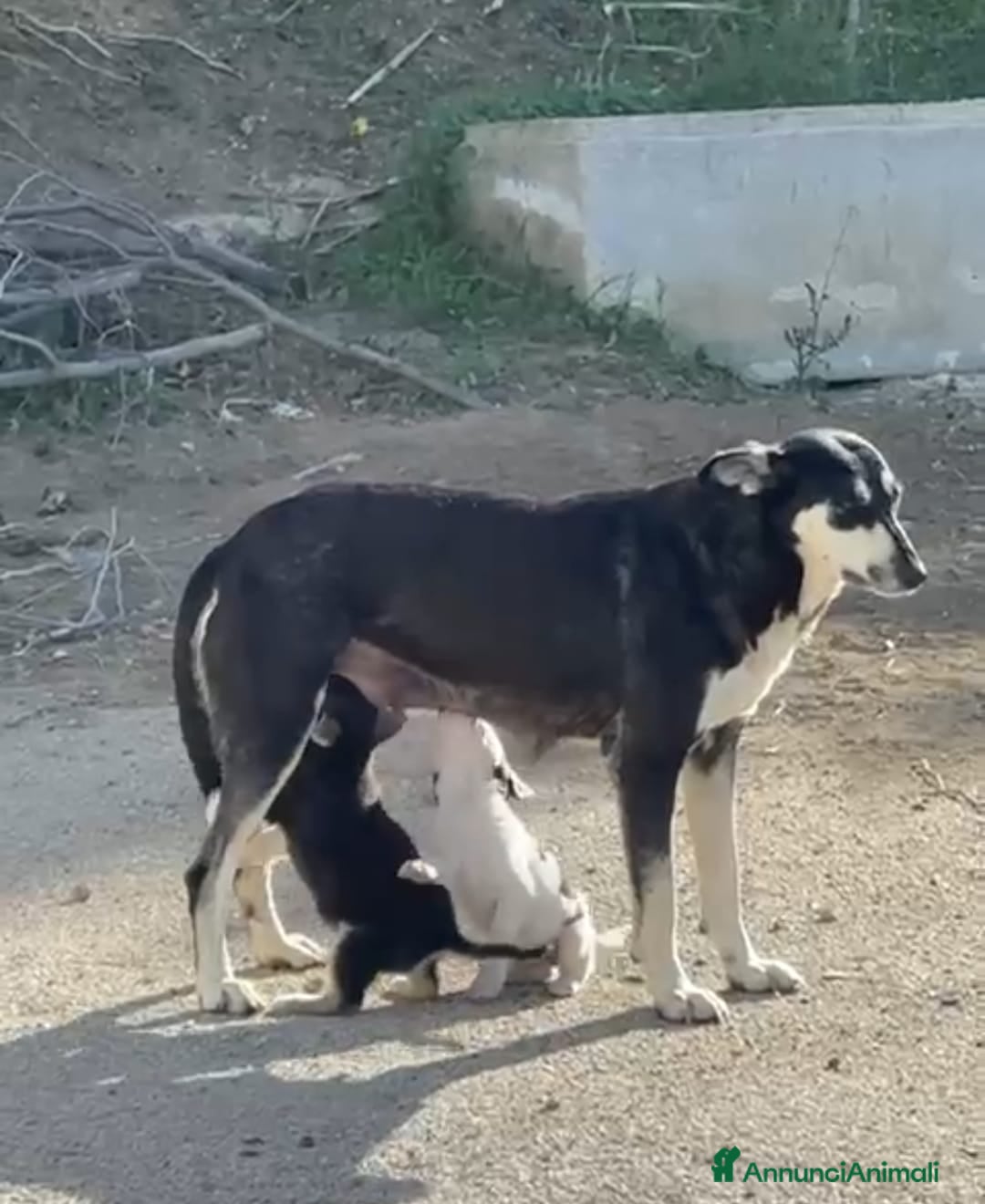 Meticcio cani in regalo: Pepe cerca casa - Annuncio 3