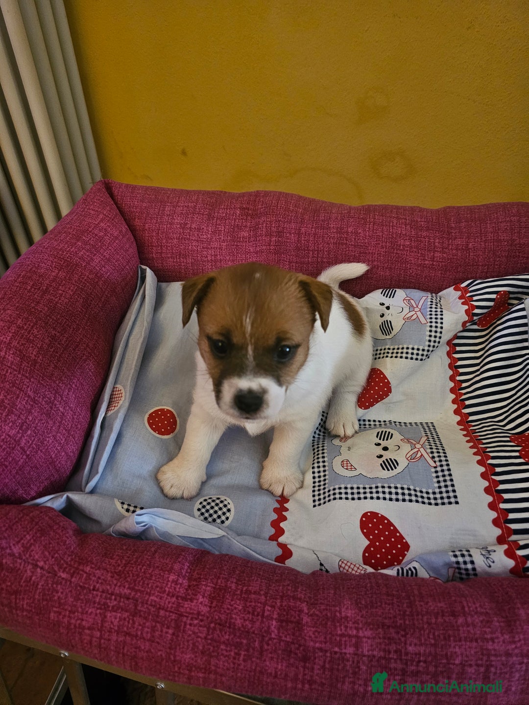 Jack Russell cani in vendita: Jack russel cucciole - Annuncio 5