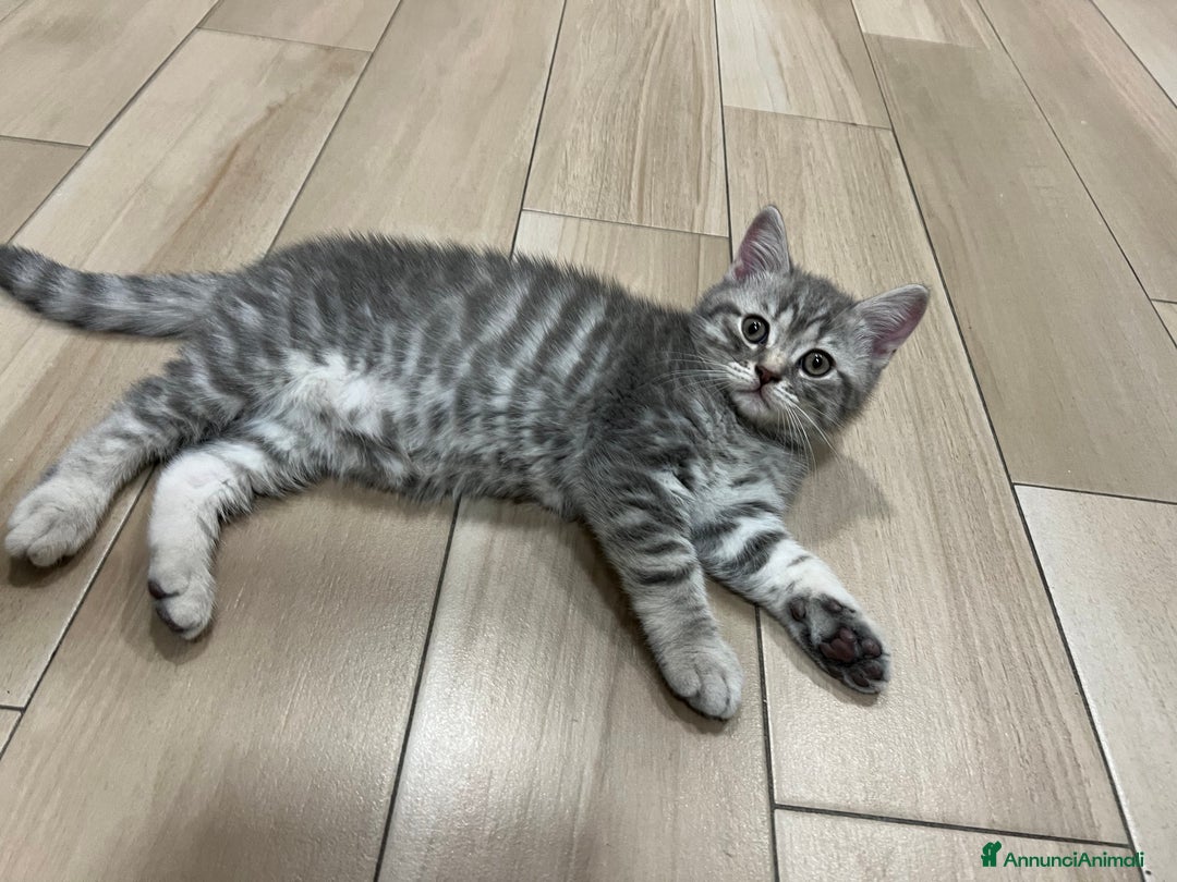 British gatti in vendita: Gatto maschio british 🥰 (ROMA) a Città metropolitana di Roma Capitale - Immagine 3